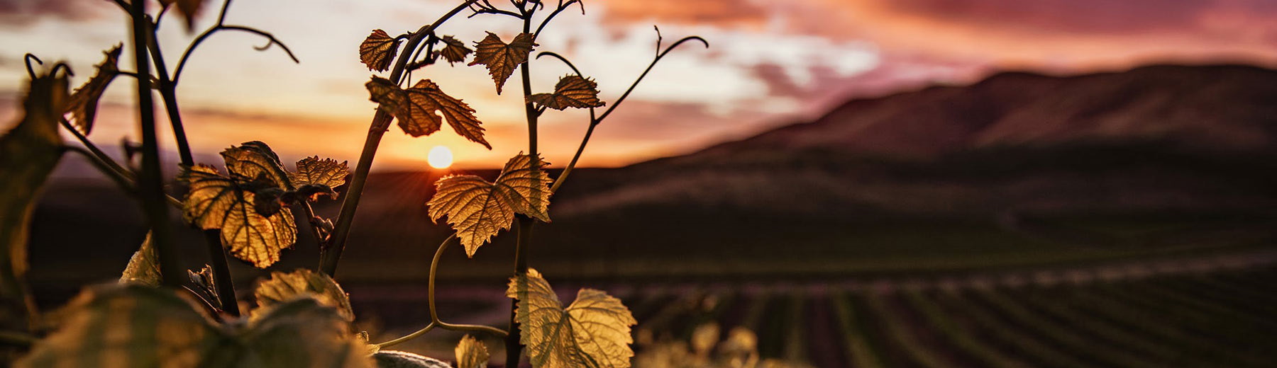 closeup vinyard at sunset